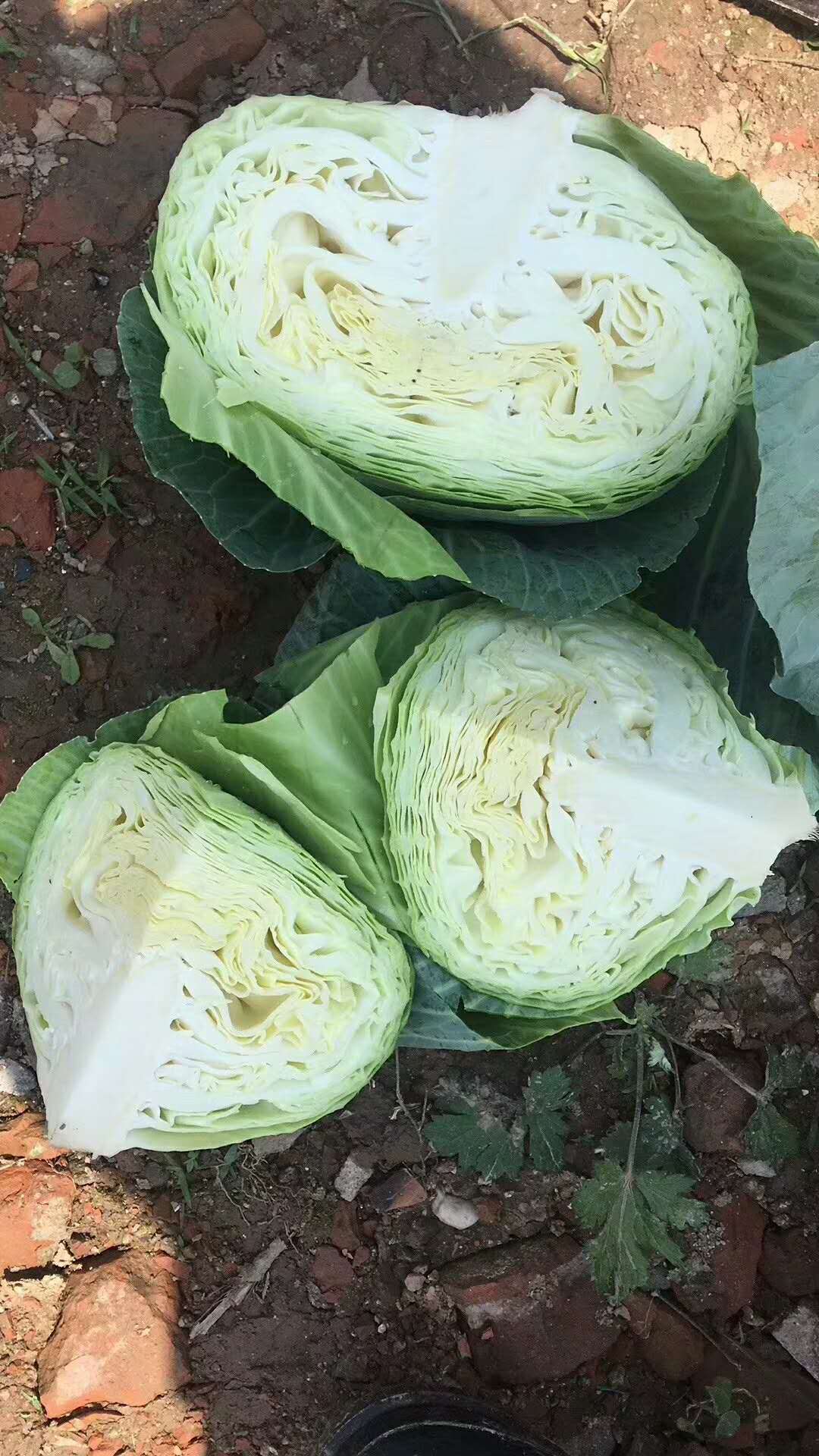 保鮮卷心菜
